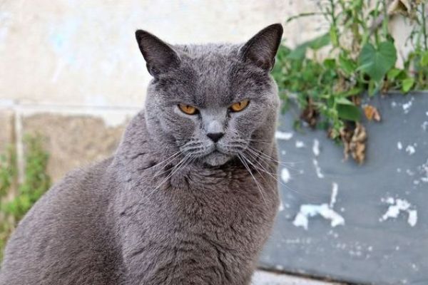 Chartreux Cat