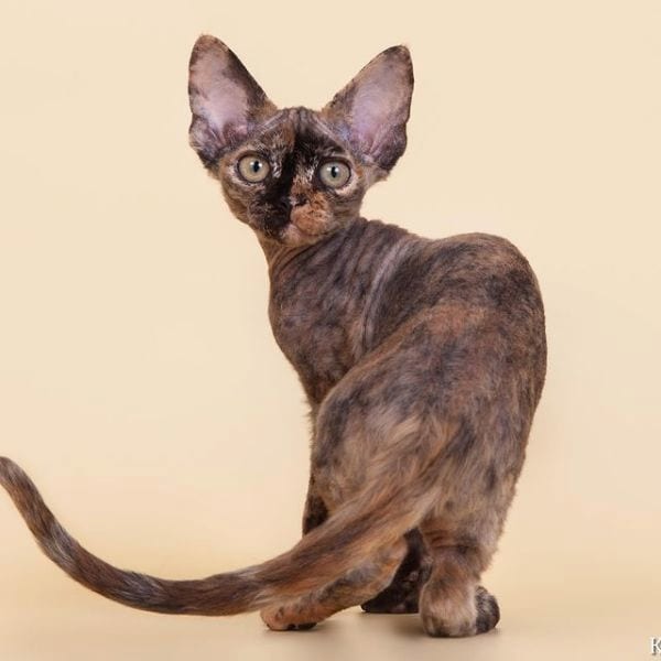 Devon Rex