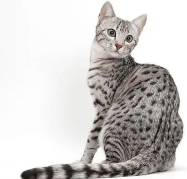 Egyptian Mau Cat