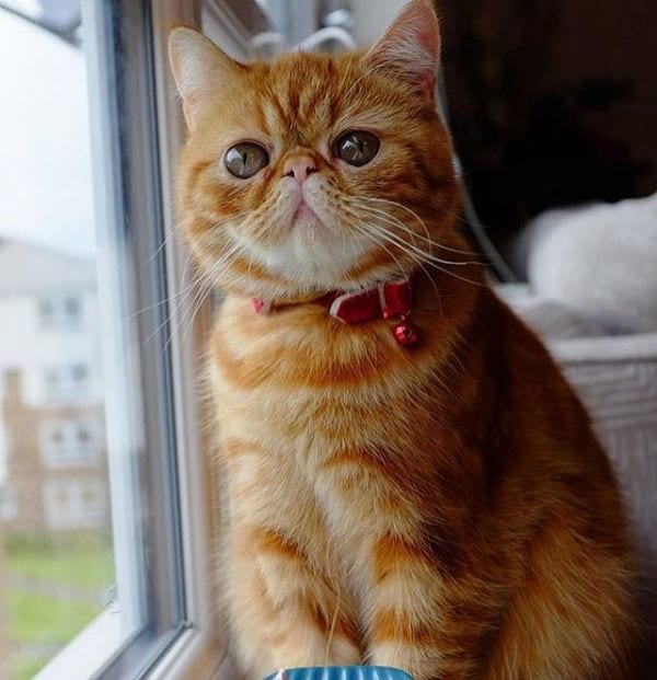 Exotic Shorthair