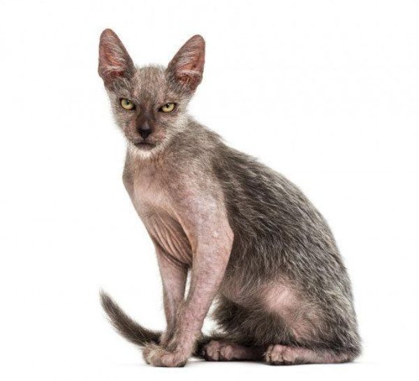 Lykoi