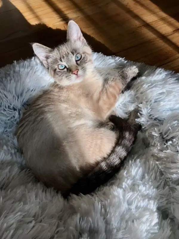 Lynx Point Siamese Cat Personality