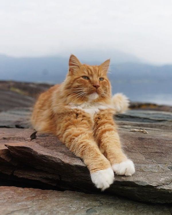 Maine Coon