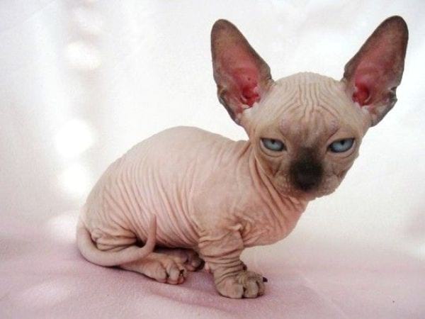 Minskin Cat