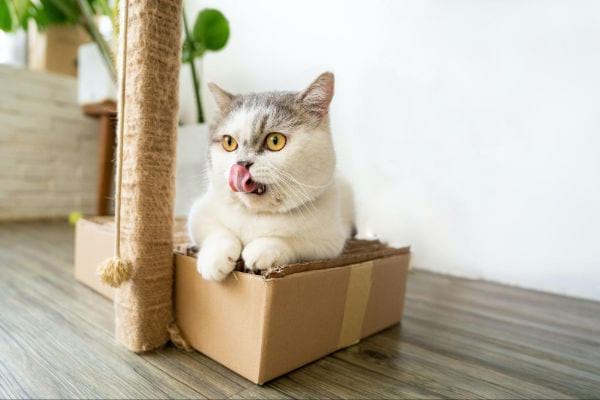 Munchkin Cat