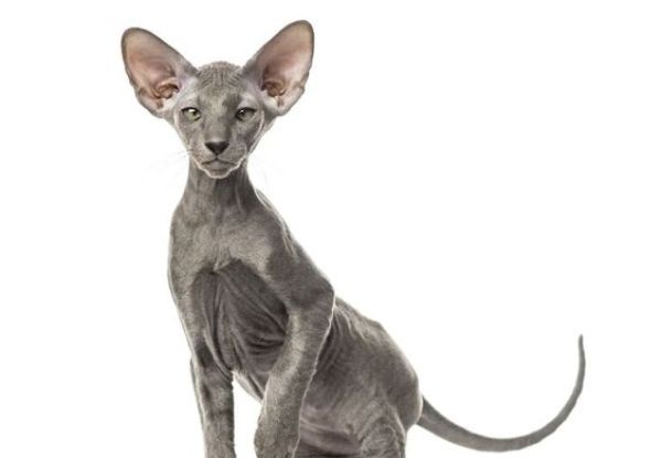 Peterbald