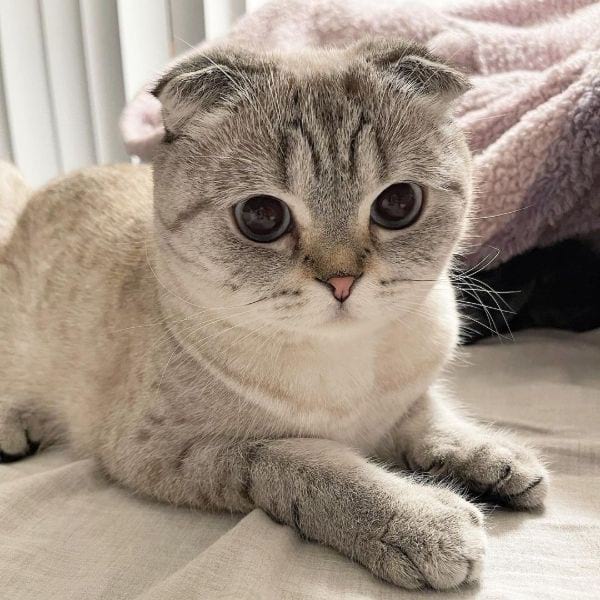 Scottish Fold