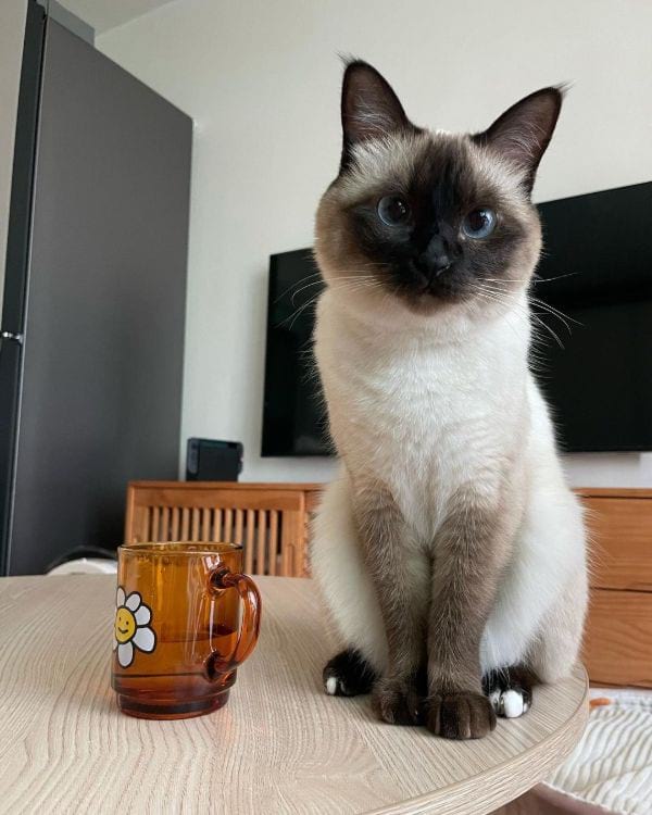 Siamese