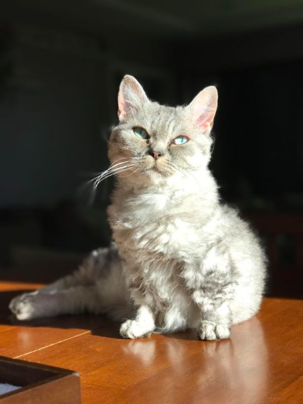 Skookum cat