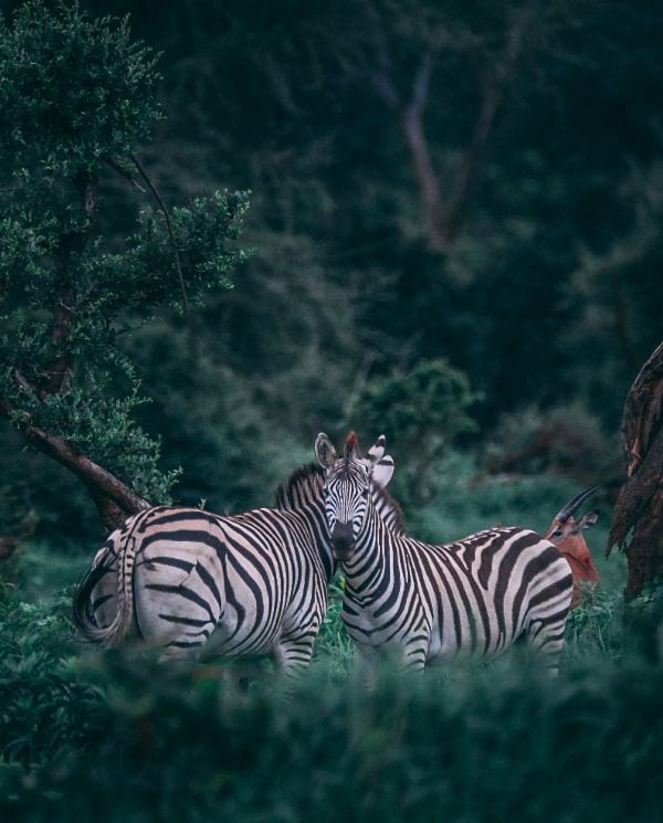 Striped Animal Cat Names for a Tabby