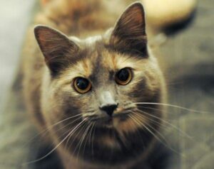Dilute Tortie: Cat Guide and Unique Facts | CatsPurfection