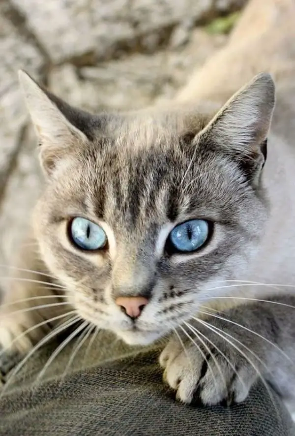 The Lynx Point Siamese Cat Appearance