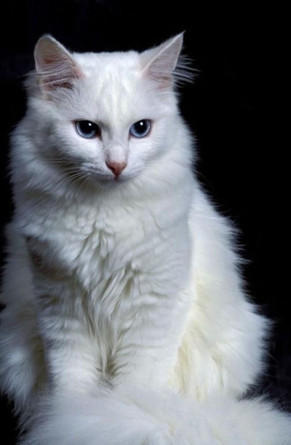 Turkish Angora