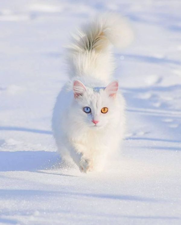 Turkish Van