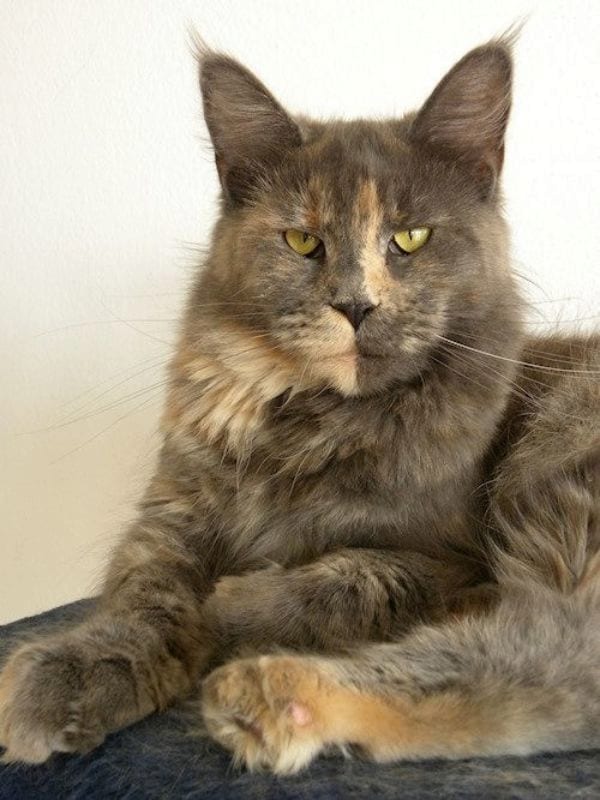 tortoiseshell dilute calico cat