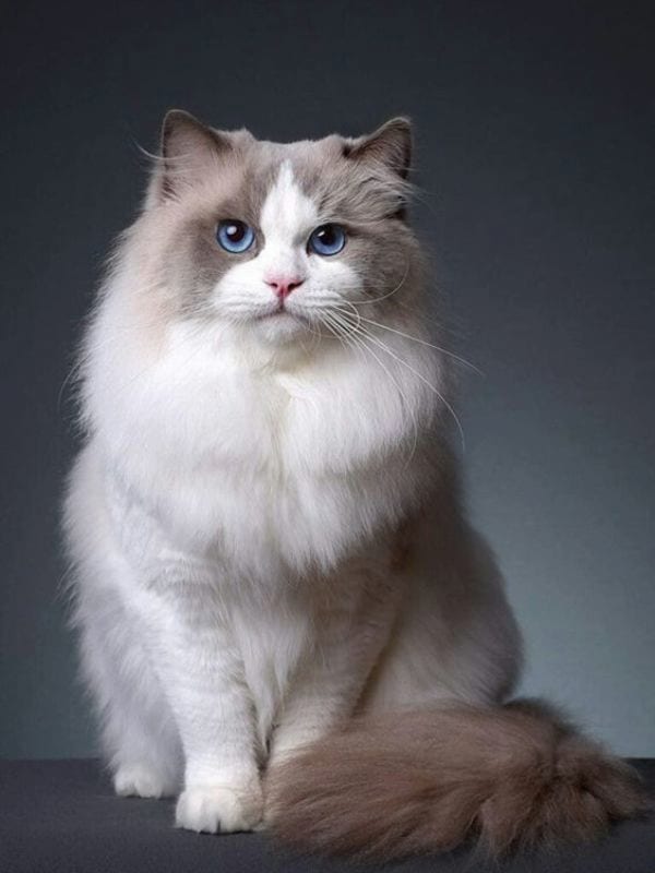  Bicolor Pattern of a Ragdoll cat