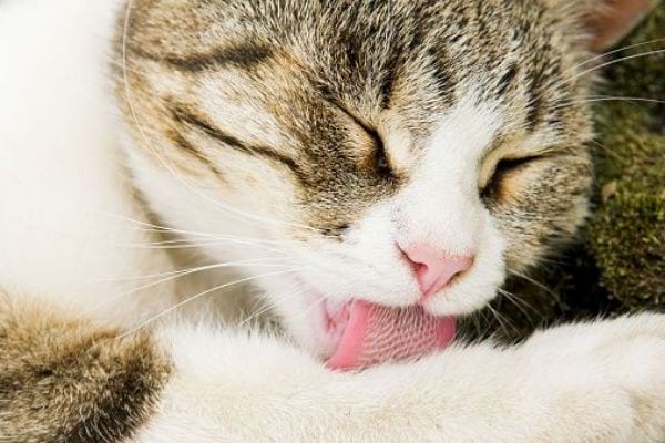 Cat Tongue Facts