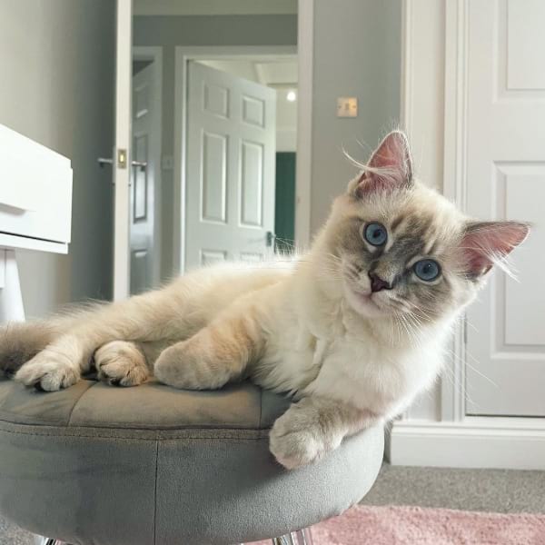 Lynx Point Ragdoll