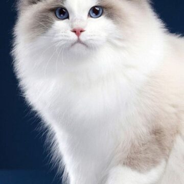 Ragdoll Cat and Kitten Pricing & Cost