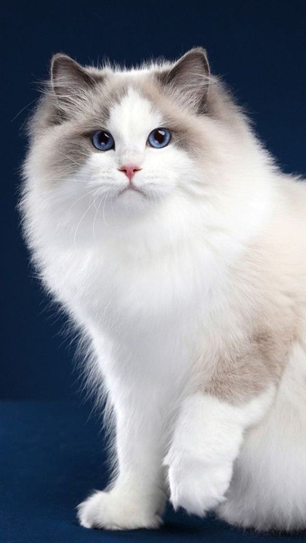 Mitted Ragdoll Cat Pattern