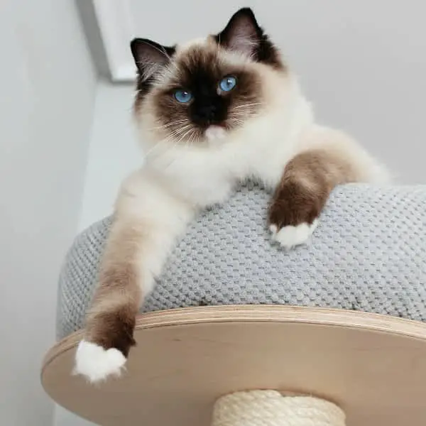 Mitted Seal Point Ragdoll Cats