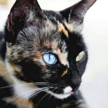 Tortoiseshell vs. Calico Cats: How to Spot the Difference