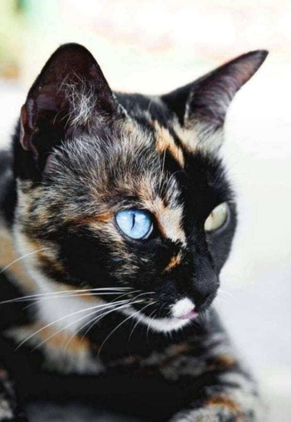 calico tortoiseshell cat with blue eyes