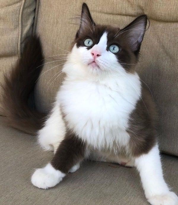 Seal Bicolor Ragdoll Cats