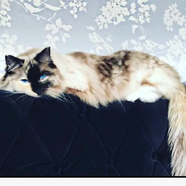 Seal Tortie Point Ragdoll Cats