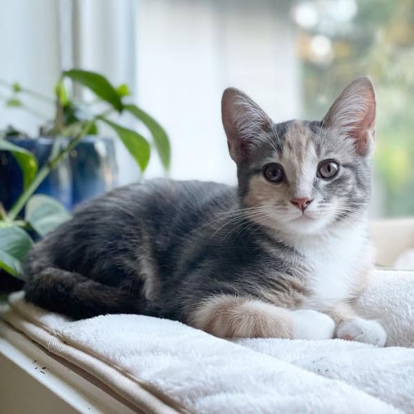 Shocking Facts About Dilute Calico Cats CatsPurfection