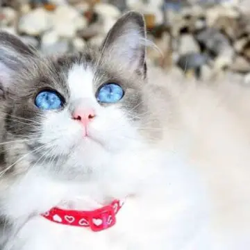 The Guide to Ragdoll Cat Colors & Patterns