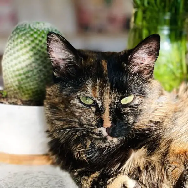 Tortoiseshell and Patched Tabby