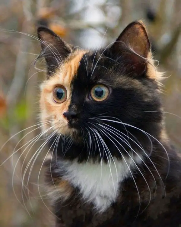 Variations Among Calicos and Torties