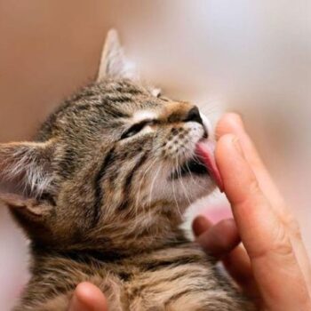 All You Need to Know About Cats - CatsPurfection