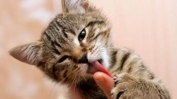 What Does it Mean When a Cat Licks You? 6 Reasons Why