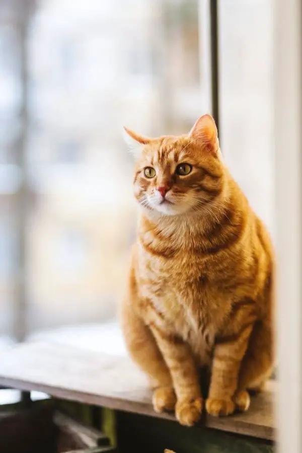 10 Fascinating Facts About the Orange Tabby Cat 
