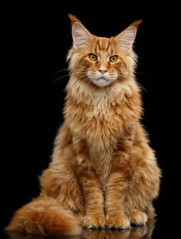 Are Orange Tabby Cats a Breed?