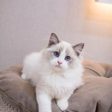 Are Ragdoll Cats Hypoallergenic?