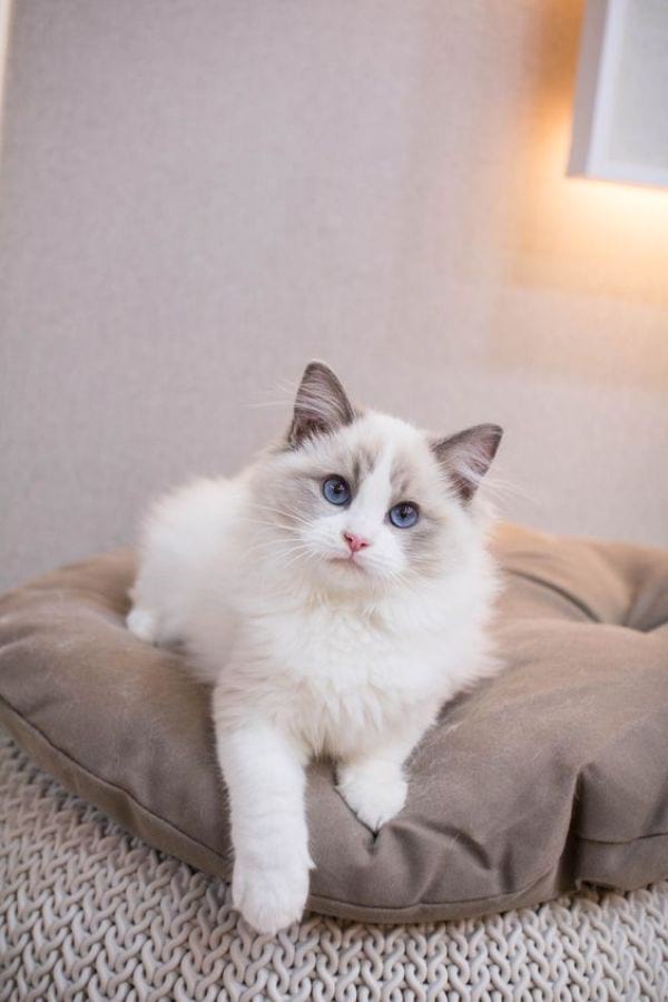 Are Ragdoll Cats Hypoallergenic?