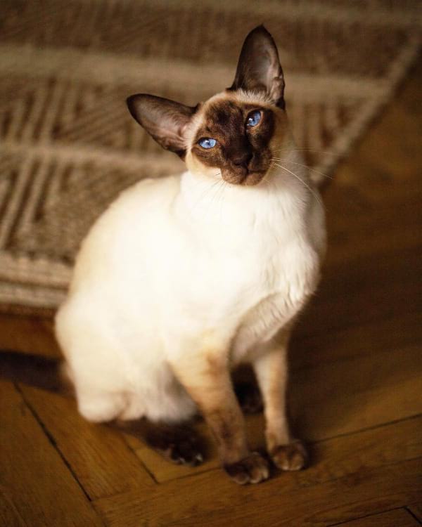 Are Siamese Cats Hypoallergenic?