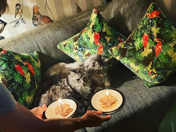 liver cake for cats