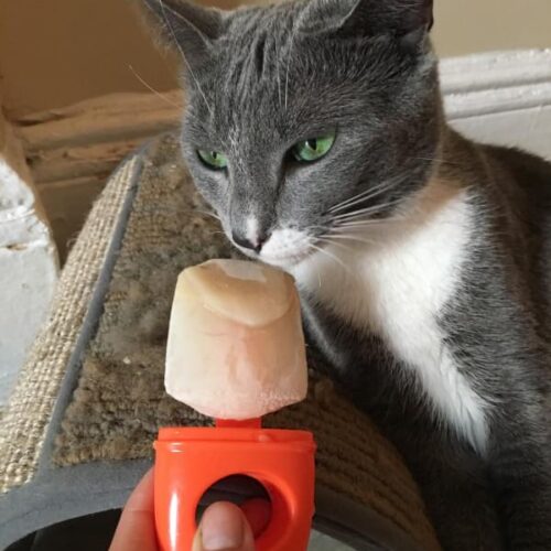 Cat Milk Ice Cream