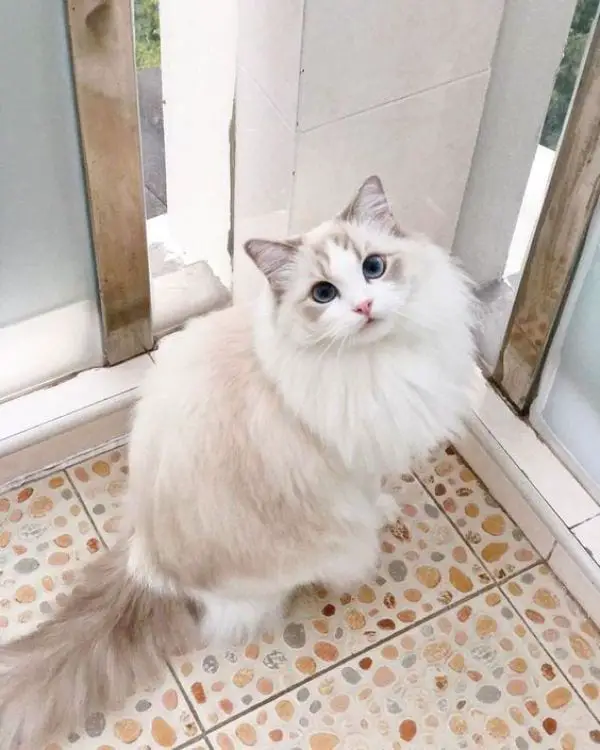 Grooming Your Ragdoll Cat