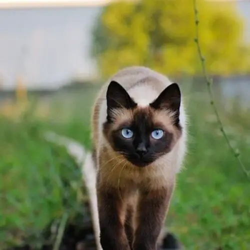 How Do Siamese Cats Get Their Color?