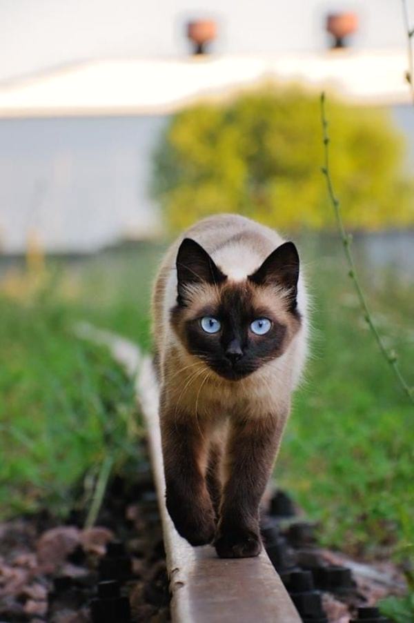 How Do Siamese Cats Get Their Color?