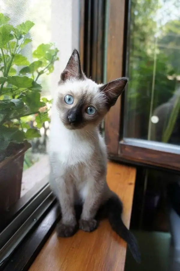 Interesting Facts About Siamese Cats