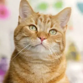 Fascinating Facts About Orange Tabby Cats