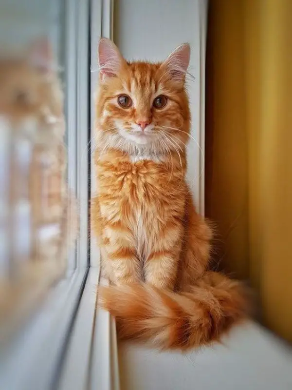 Orange tabby cats have a place in history