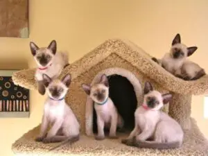 Siamese Kittens For Sale In Pennsylvania