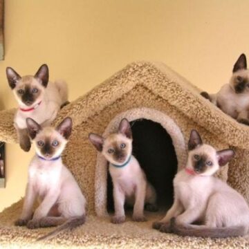 Siamese Kittens For Sale In Pennsylvania